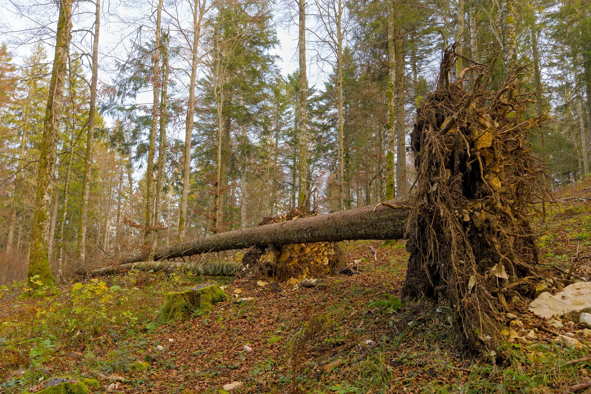 Enlèvement arbre urgence équipe à Montreuil